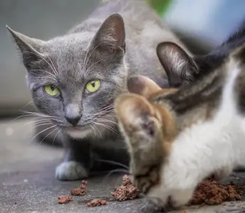 NYC Council puts $500K toward controlling cat population