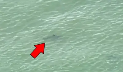 Drones are spotting more sharks at NYC beaches. But are the sharks new in town?