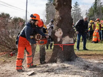 In Canada, Wu helps chop down Boston’s Christmas tree