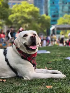 Licensing your dog in NYC is the law. Why do so few people do it?