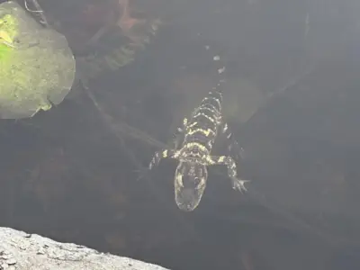 Alligator rescued from Charles River