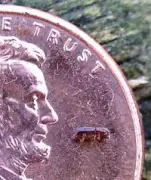 Tree-killing beetle spotted on Long Island, researchers say it can spread like a fire