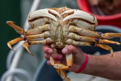 California’s 2025 commercial Dungeness crab season delayed to protect whales