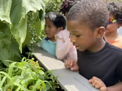 Trump tax bill guts $29M program helping New Yorkers eat healthier on a budget