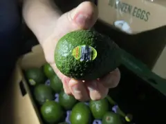 Why an avocado can cost 25 cents or $3 — and what it says about grocery shopping in NYC