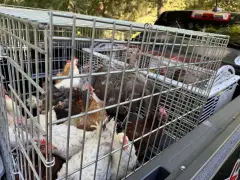 Over 200 animals rescued from alleged hoarding at Northport home, woman charged