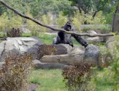 $66 million 'Tropical Forests' opens at Brookfield Zoo Chicago with close gorilla encounters