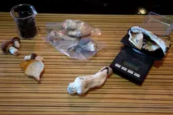 New York state already legalized marijuana. Could magic mushrooms be next?