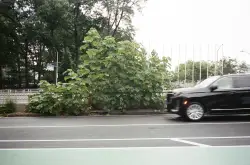 UN General Assembly security includes cutting down this fast-growing tree every year